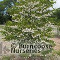 STYRAX japonicus var. jippei-kawamurai 